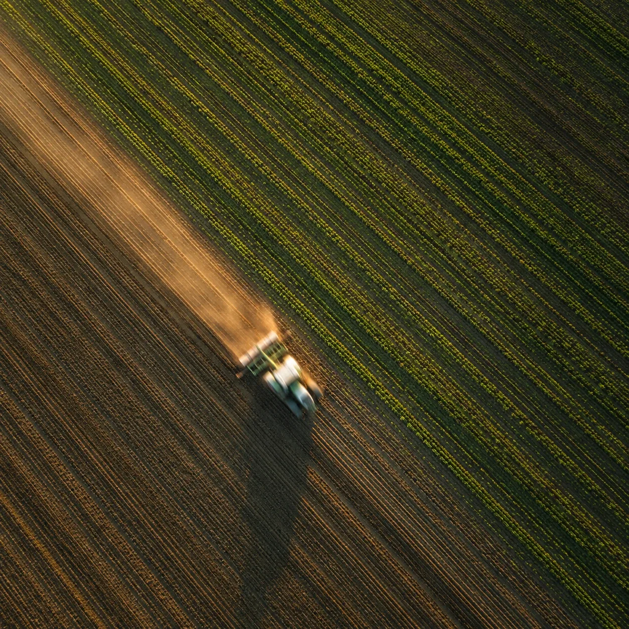 Healthy crops grown in nutrient-rich soil