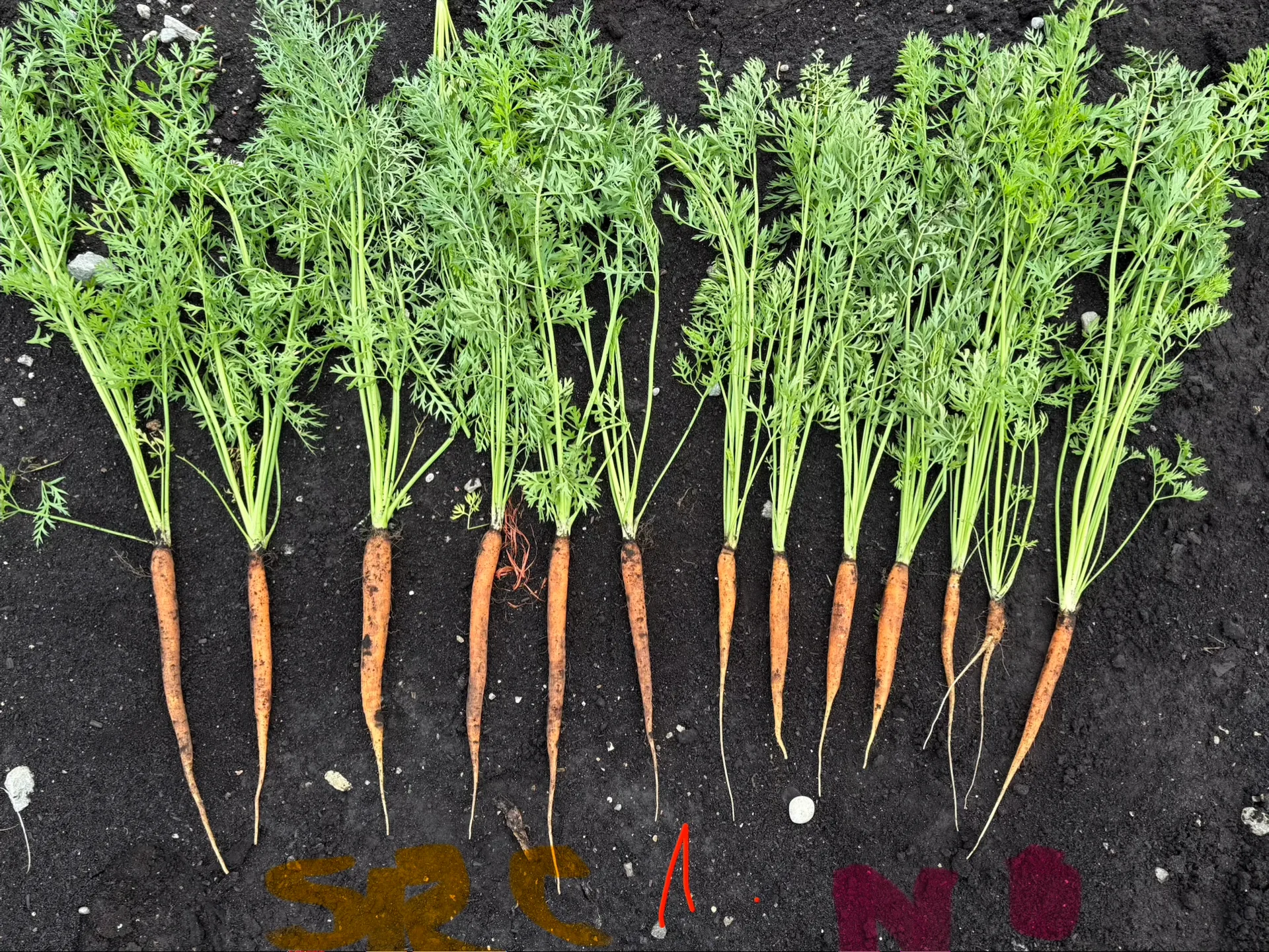 Early emergence — carrot