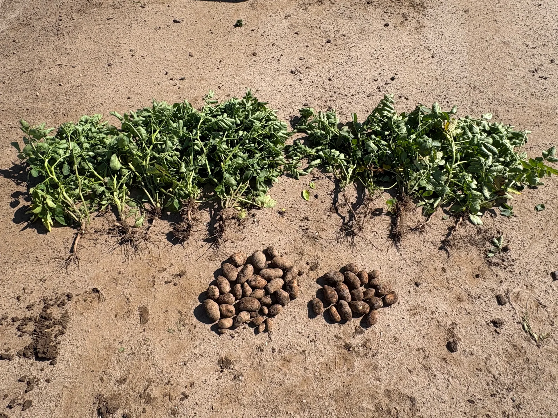 Early emergence — potato
