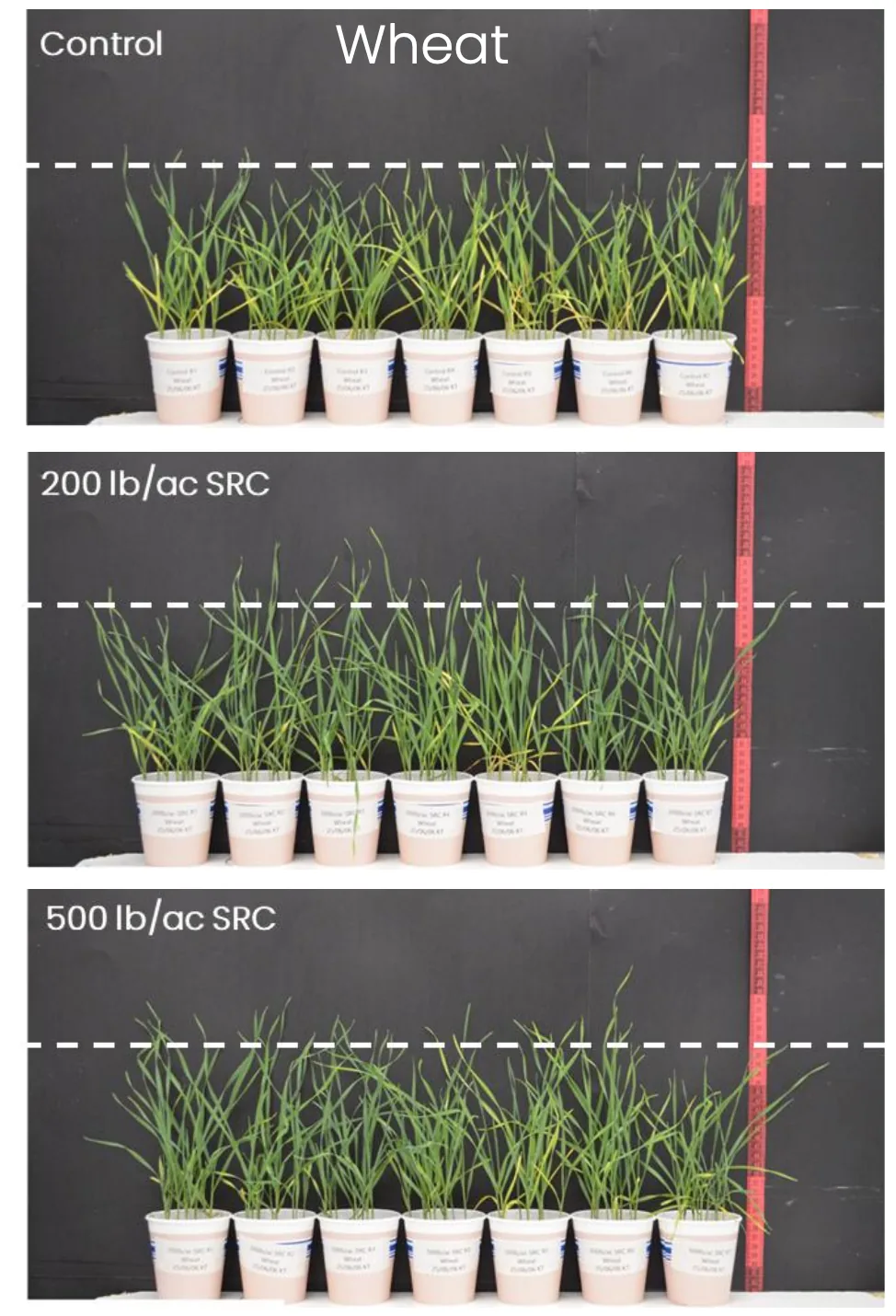 Early emergence — wheat