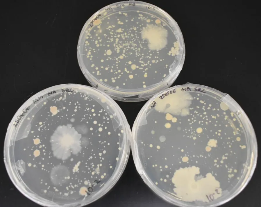 SRC biological chain: minerals feed the soil microbiome, which strengthens roots and long-term soil productivity