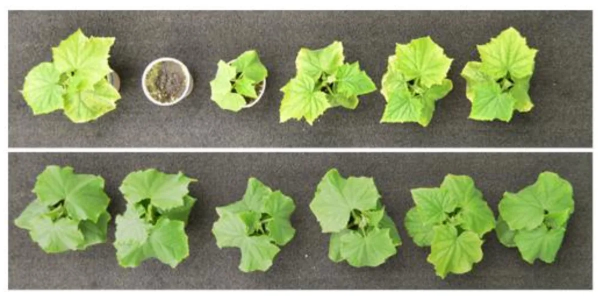 Potting mix study