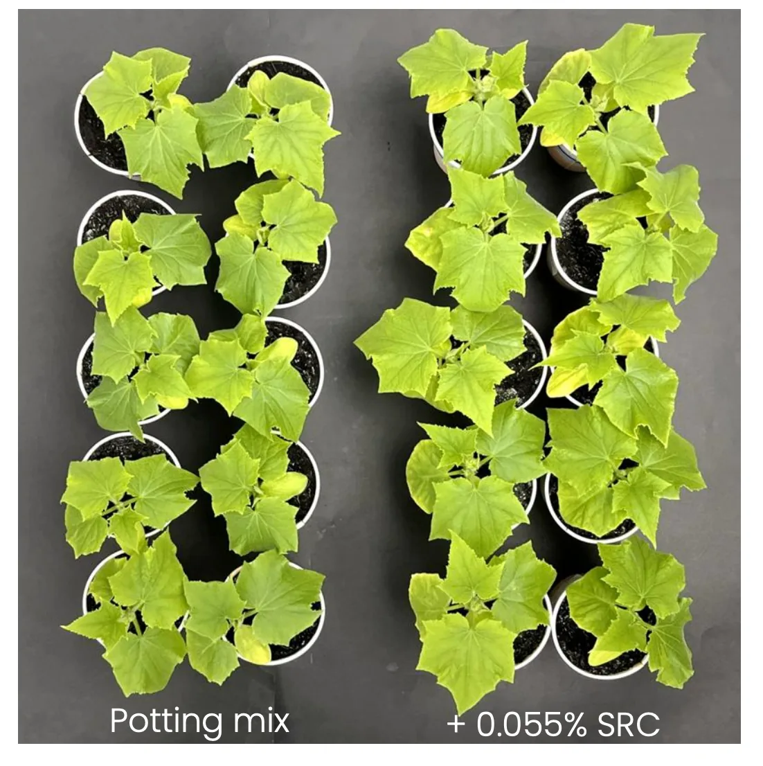 Potting mix study