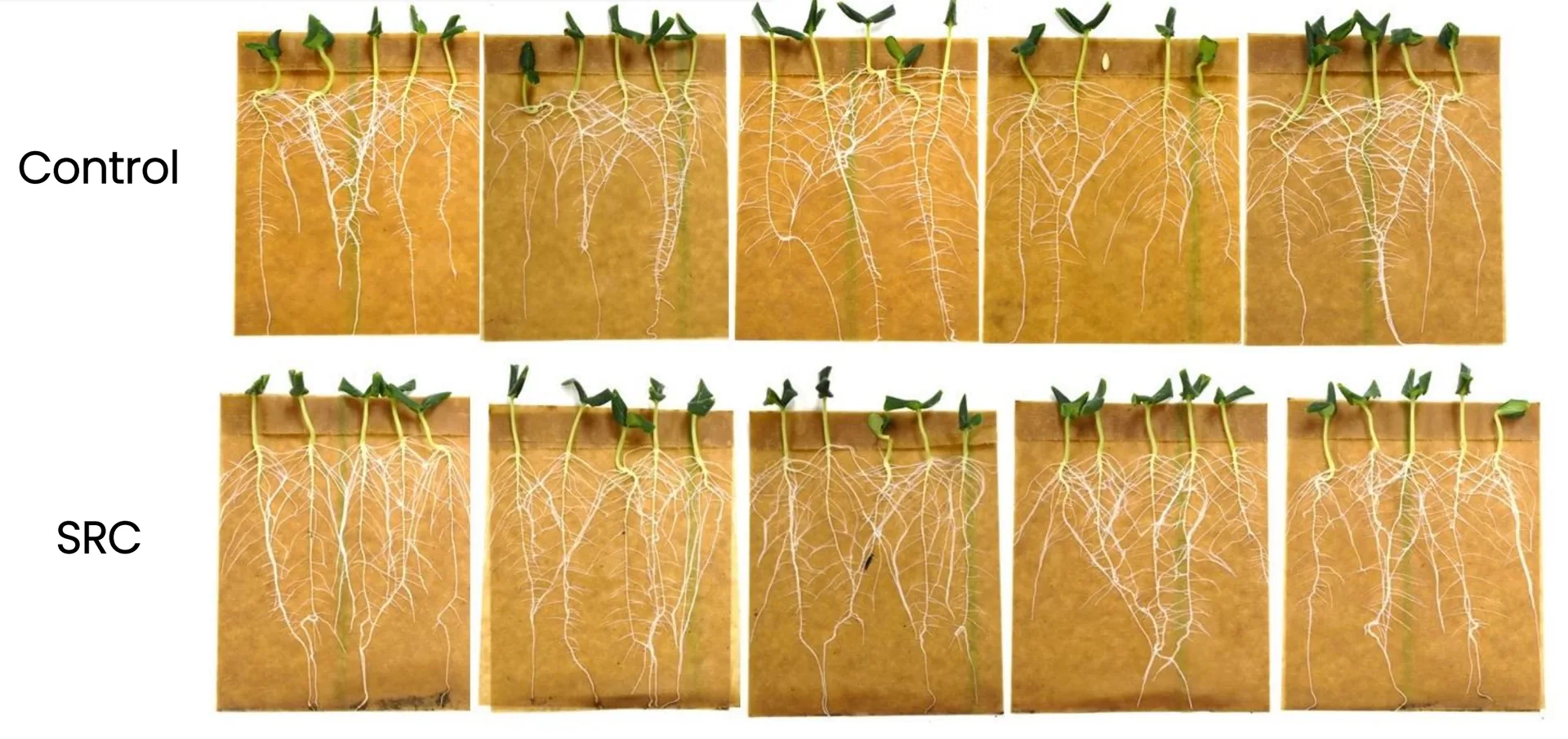 Root growth comparison